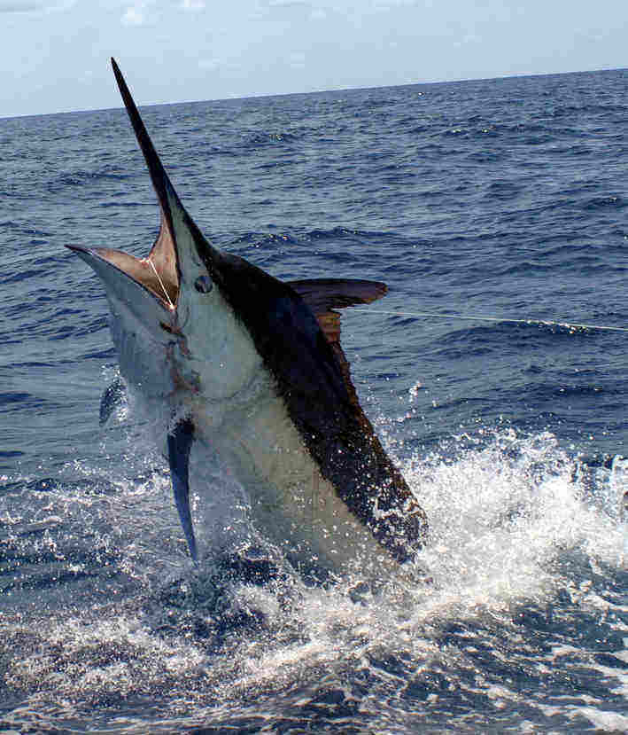 jaco fishing charters costa rica
